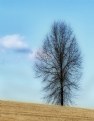 Picture Title - Lone tree