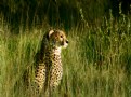 Picture Title - [ cheetah ]