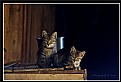 Picture Title - Cats