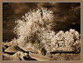 Picture Title - Wild Tree of the Desert