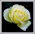 Picture Title - Yellow rose