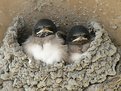 Picture Title - Two Baby Swallows...