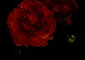 Picture Title - gloomy roses