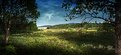 Picture Title - Bog where cloudberries grow 2