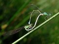 Picture Title - Couple of the Scarce Blue-tailed Damselfly, Ischnura pumilio (Charpentier, 1825)