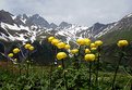 Picture Title - Flowers at Sardona