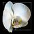 Phalaenopsis Orchid