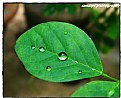 Picture Title - little droplets on leaf