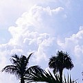 Picture Title - Clouds & Palms