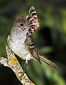 Picture Title - Ash-throated Flycatcher 