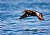 Pigeon Guillemot with fish