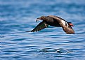 Picture Title - Pigeon Guillemot with fish