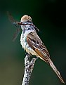 Picture Title - Flycatcher with Big meal