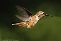 Picture Title - Male Allen Hummingbird