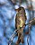 Olive-sided Flycatcher