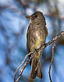 Picture Title - Olive-sided Flycatcher