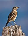 Picture Title - Sage Thrasher