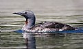 Picture Title - Red-throated Loon 