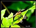Picture Title - Dragonfly_11