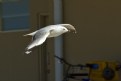 Picture Title - C  Gull