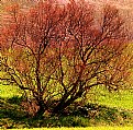 Picture Title - I colori della mia Toscana