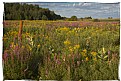 Picture Title - Embrun Summer Scene