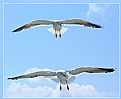 Picture Title - Gulls on Level