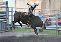 Picture Title - The Rodeo Revisited