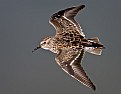 Picture Title - Least Sandpiper Flight