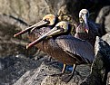 Picture Title - Brown Pelicans