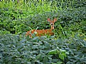 Picture Title - Deer in soybean field