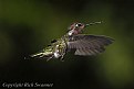 Picture Title - "Lil Red The Hummingbird "