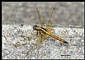 Picture Title - Dragonfly_12