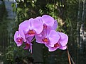 Picture Title - Orchid