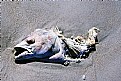 Picture Title - Remains on the Beach