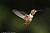 Allen Male Hummingbird