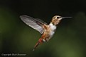 Picture Title - Allen Male Hummingbird