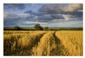 Picture Title - Ready to harvest