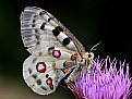 Picture Title - PARNASSIUS APOLLO