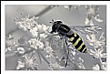 Picture Title - The wasp