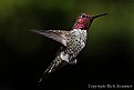 Picture Title - "Lil' Red The Hummingbird"