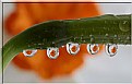 Picture Title - Flower drops