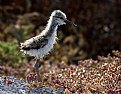 Picture Title - American Avocet Chick