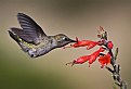 Picture Title - Anna's Hummingbird 