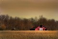 Picture Title - Amber Waves of Grain