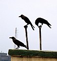 Picture Title - crow