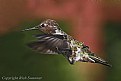 Picture Title - " Lil' Red The Hummingbird"