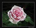 Picture Title - Longwood Rose (d3938)