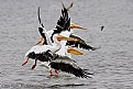 Picture Title - White Pelican Jam........