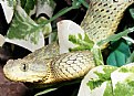 Picture Title - Bush Viper